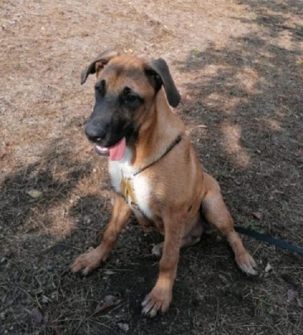 3anni pastorina malinois aspetta casa da sempre NAPOLI  Foto 9