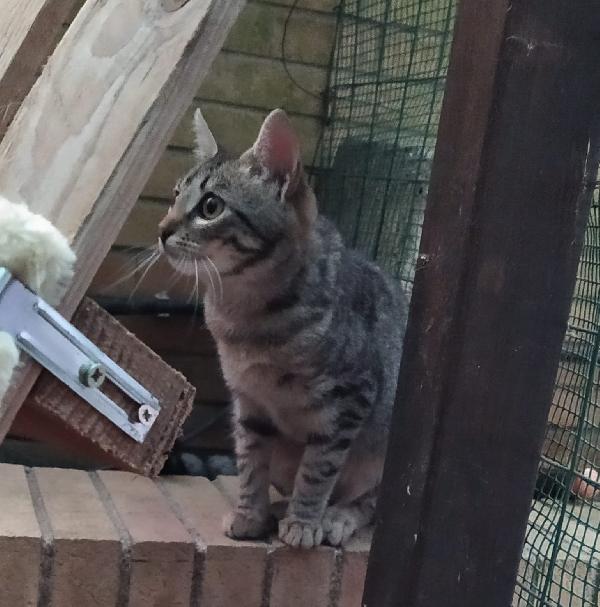 BIMBI: MICINA DI 3 MESI E MEZZO CERCA FAMIGLIA Foto 3