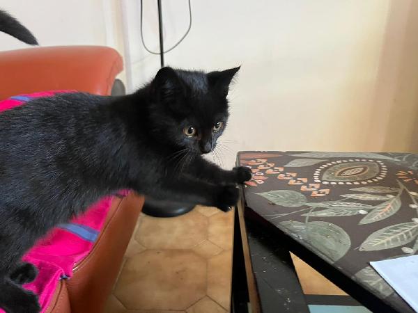 PUMA: MICINA DI 2 MESI E MEŽZO CERCA FAMIGLIA Foto 2