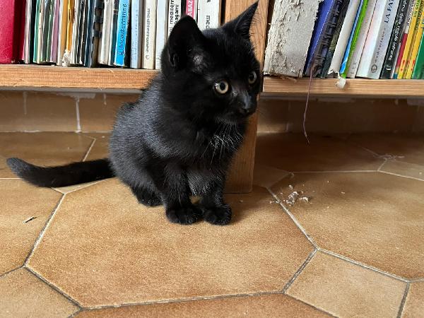 PUMA: MICINA DI 2 MESI E MEŽZO CERCA FAMIGLIA Foto 3