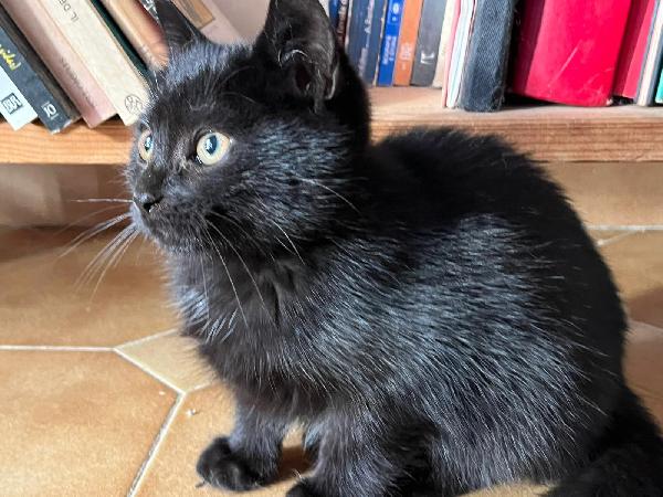 PUMA: MICINA DI 2 MESI E MEŽZO CERCA FAMIGLIA Foto 4