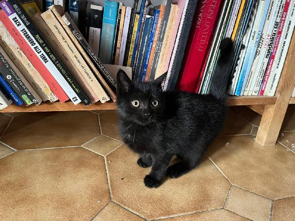 PUMA: MICINA DI 2 MESI E MEŽZO CERCA FAMIGLIA Foto 5