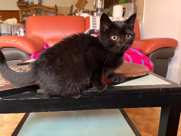 PUMA: MICINA DI 2 MESI E MEŽZO CERCA FAMIGLIA Foto 6