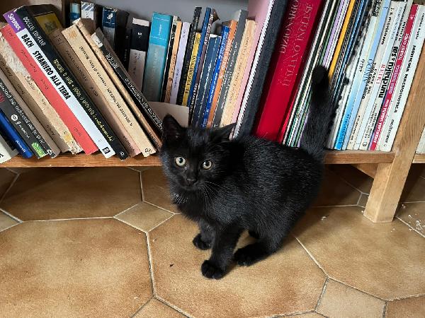 PUMA: MICINA DI 2 MESI E MEŽZO CERCA FAMIGLIA Foto 7