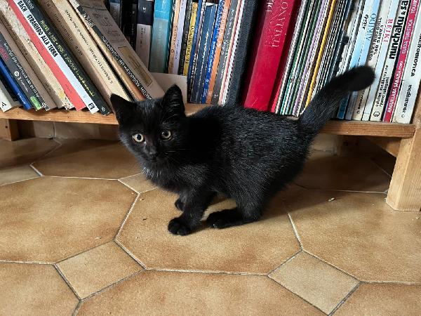 PUMA: MICINA DI 2 MESI E MEŽZO CERCA FAMIGLIA Foto 8