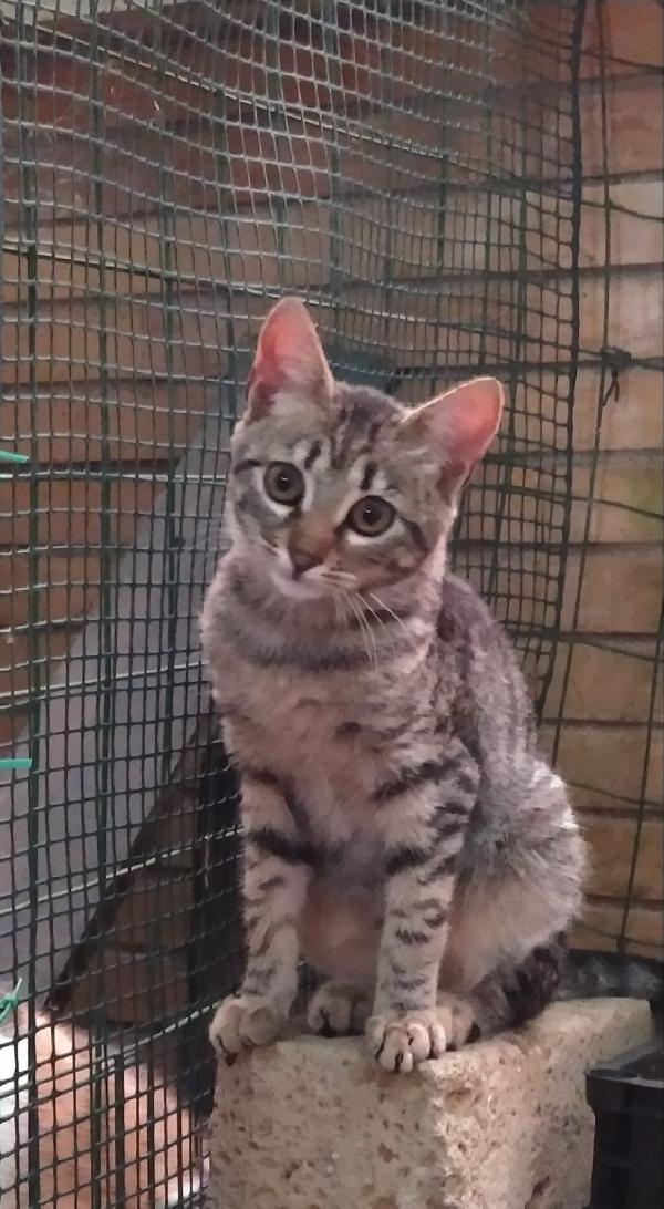 BIMBI: MICINA DI 3 MESI E MEZZO CERCA FAMIGLIA Foto 4