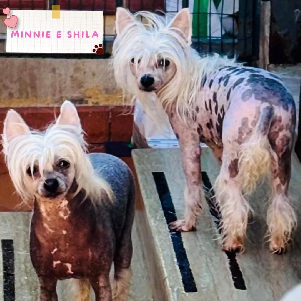 Minnie E Shila Dolcissime Chinese Crested Dog Cercano Adozione!! 