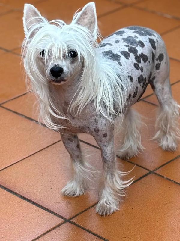 Minnie e Shila dolcissime chinese crested dog cercano adozione!!  Foto 2