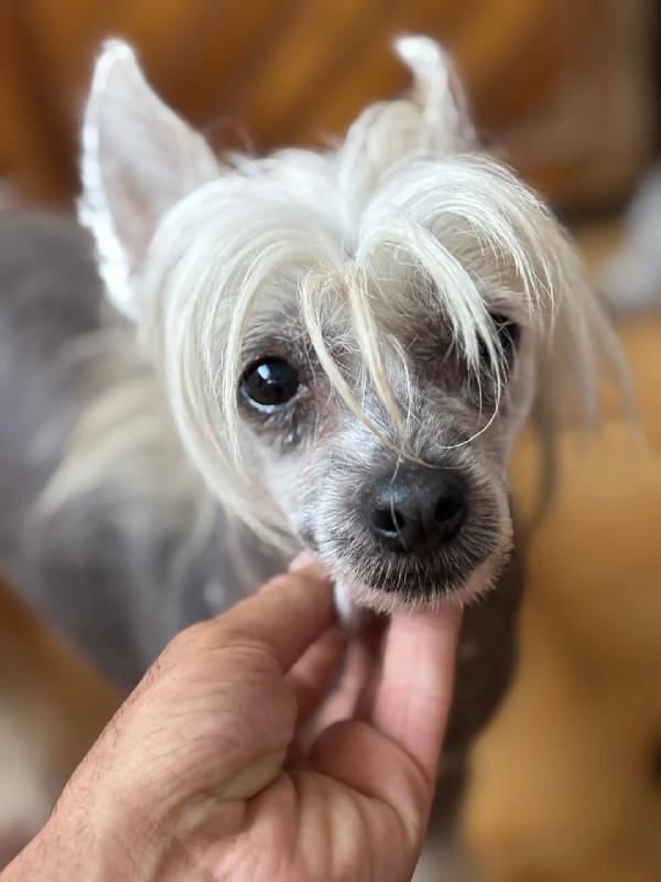 Minnie e Shila dolcissime chinese crested dog cercano adozione!!  Foto 3