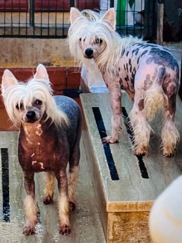 Minnie e Shila dolcissime chinese crested dog cercano adozione!!  Foto 4