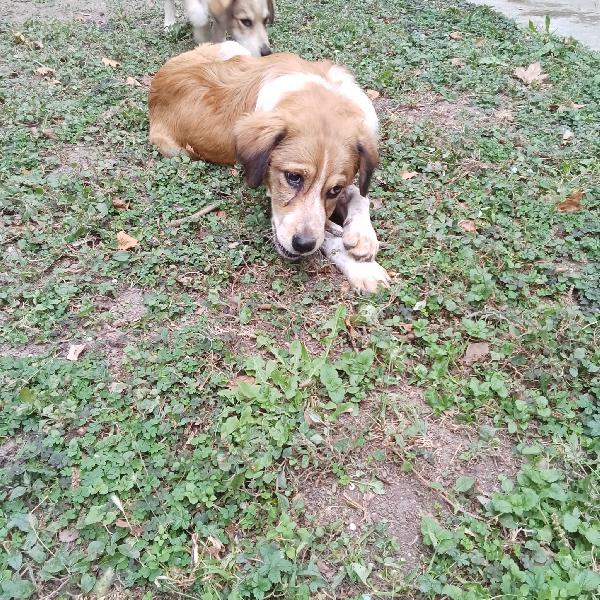 Adozione Cucciolo Zeus