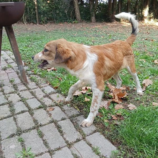 Adozione cucciolo Zeus Foto 2