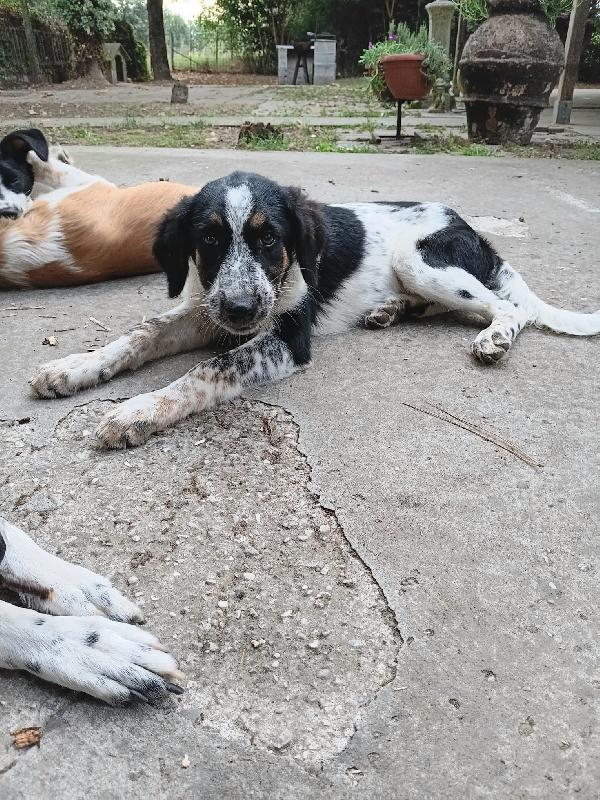 Adozione Cucciolo Ulisse