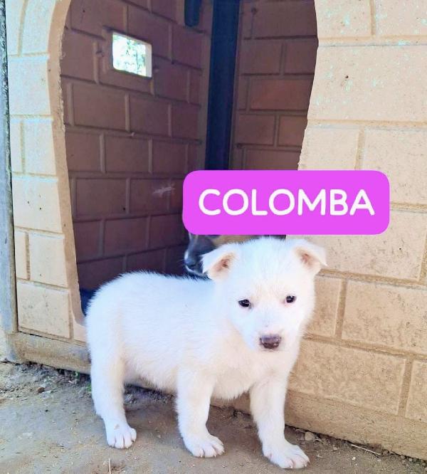 Due Splendide Cucciole Simil Golden Retriever