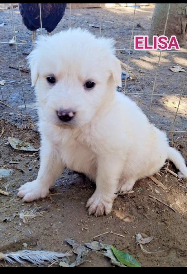 Due splendide cucciole simil golden retriever  Foto 2