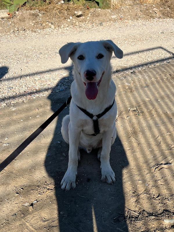 CHUCK – Cucciolo buono e socievole Foto 8