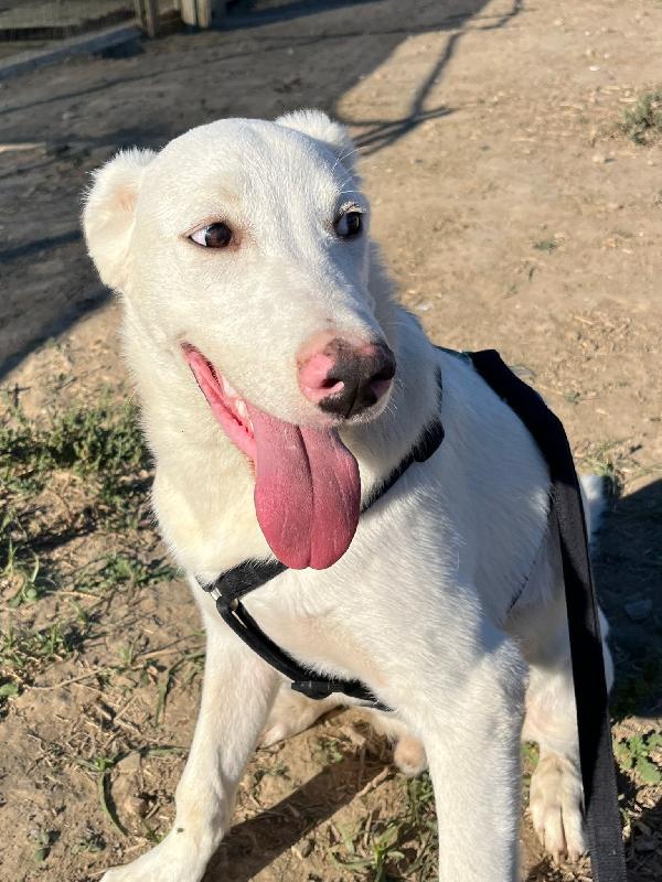 CHUCK – Cucciolo buono e socievole Foto 10