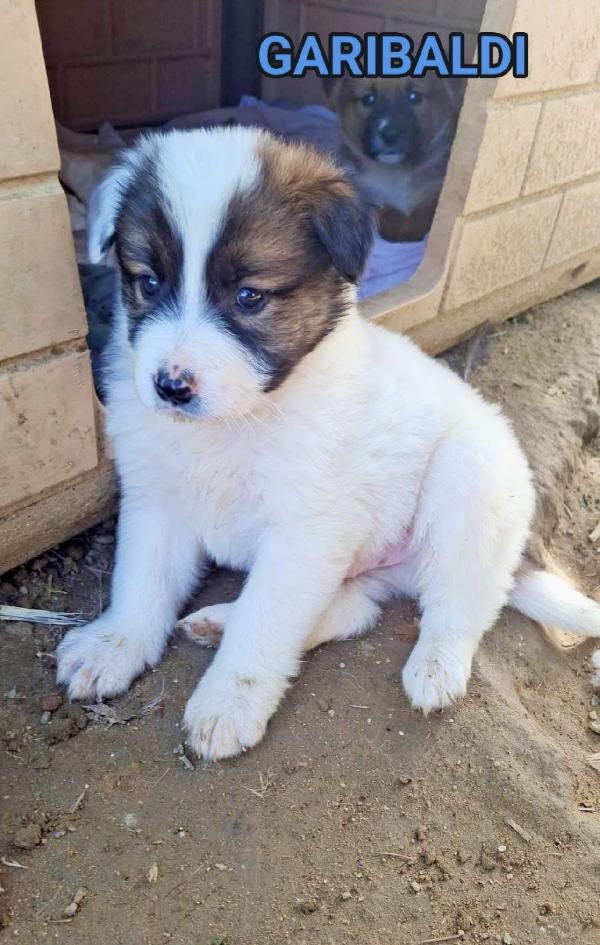 Splendidi Cuccioli Simil Pastore Australiano 