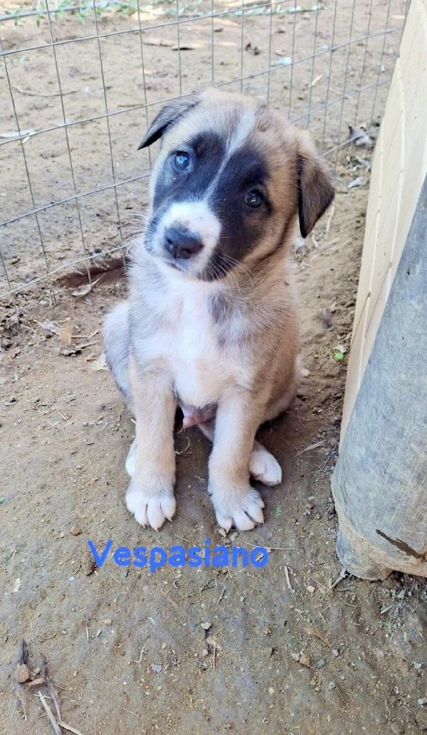 Splendidi cuccioli simil pastore australiano  Foto 2