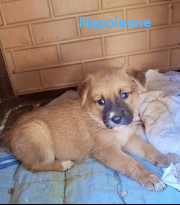 Napoleone Cucciolo Simil Pastore Malinois