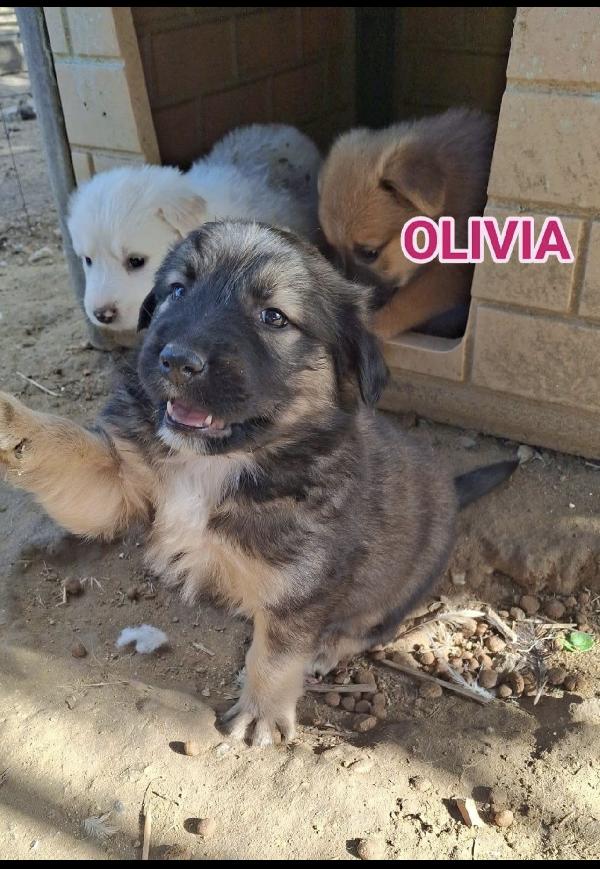 Olivia Ed Anita Splendide Cucciole Lupette
