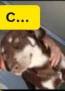 2anni marrone occhi ambra splendido cresce in box Foto 3