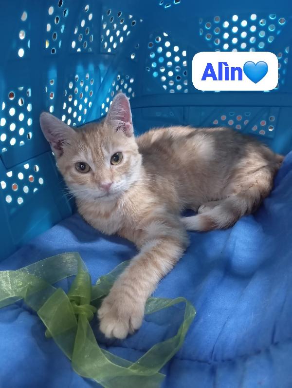 Gattini in adozione  Foto 5