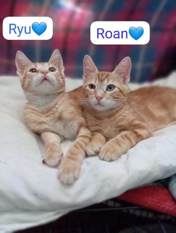 Gattini in adozione  Foto 6