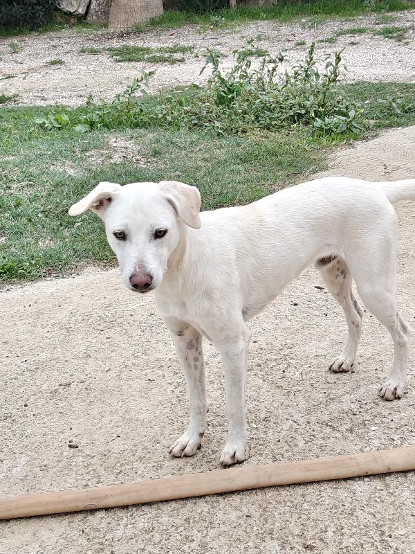 Pippo cerca CASA  Foto 3
