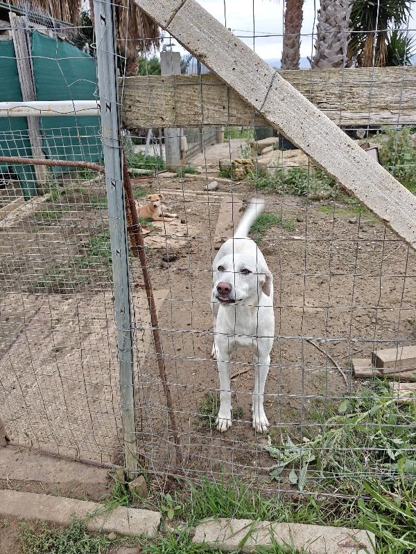 Pippo cerca CASA  Foto 4
