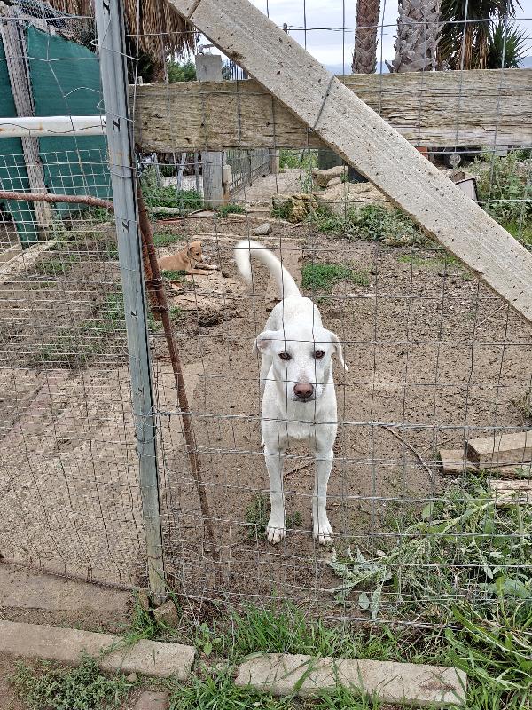 Pippo cerca CASA  Foto 5