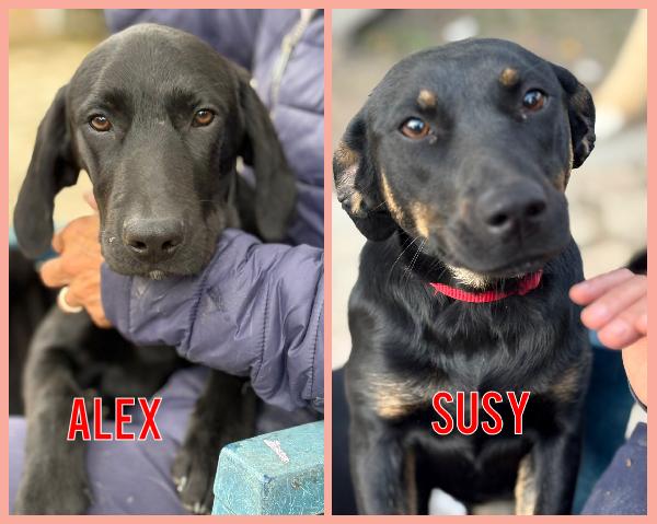 Susy E Alex Due Cuccioloni Di 10 E 5 Mesi Cercano Casa ♥️