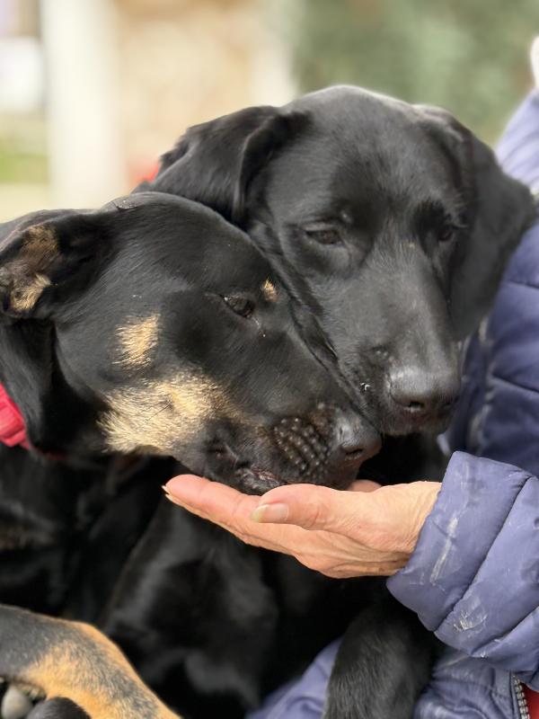 Susy e Alex due cuccioloni di 10 e 5 mesi cercano casa ♥️ Foto 2