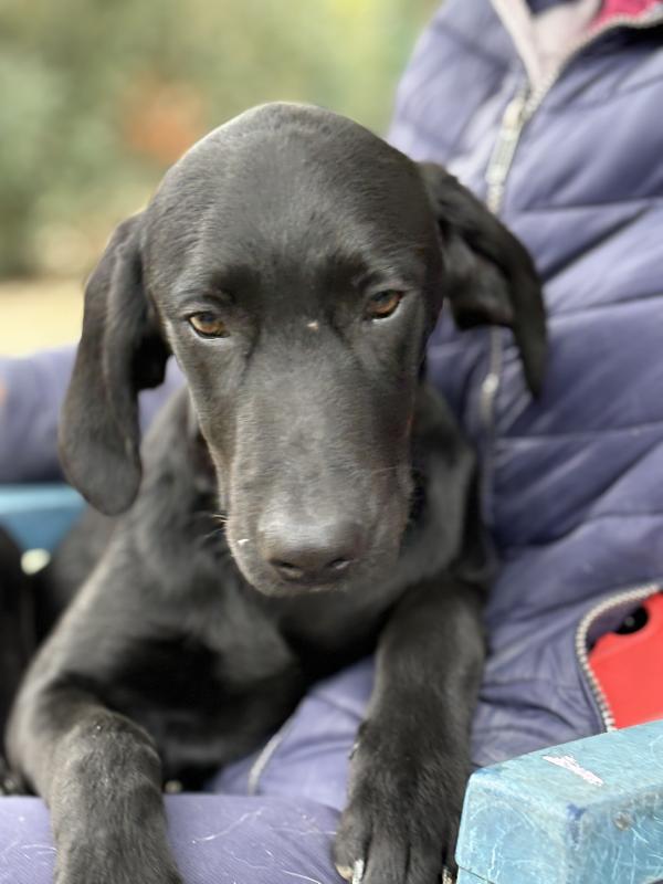 Susy e Alex due cuccioloni di 10 e 5 mesi cercano casa ♥️ Foto 3