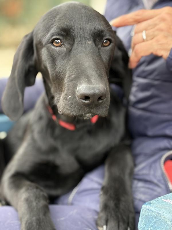 Susy e Alex due cuccioloni di 10 e 5 mesi cercano casa ♥️ Foto 4
