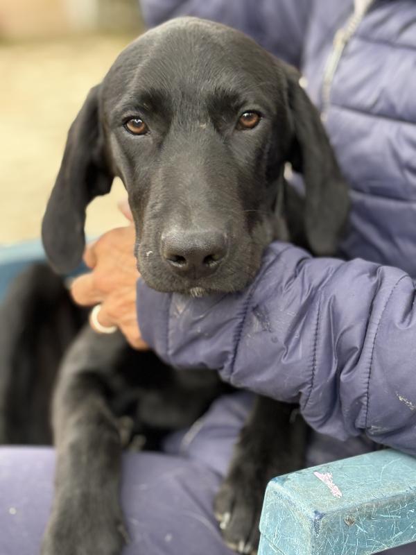 Susy e Alex due cuccioloni di 10 e 5 mesi cercano casa ♥️ Foto 5