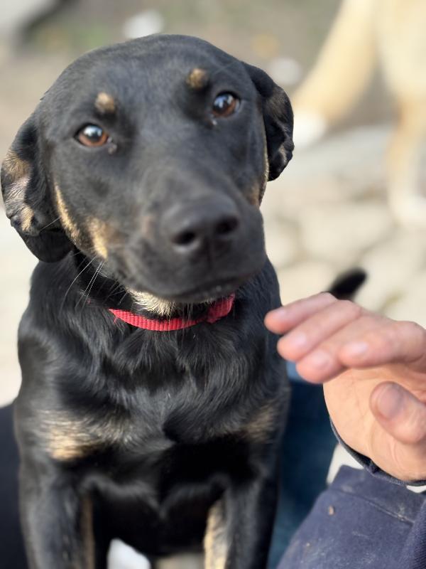 Susy e Alex due cuccioloni di 10 e 5 mesi cercano casa ♥️ Foto 9