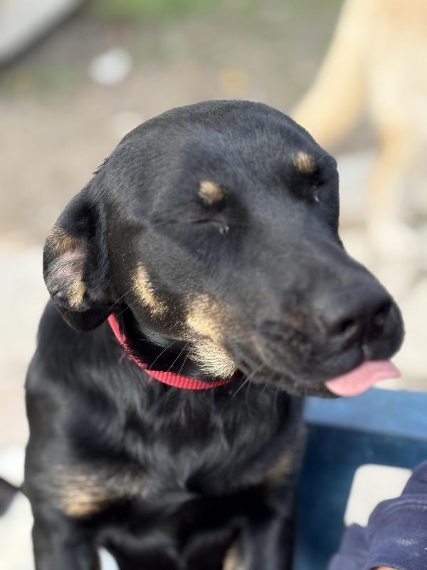 Susy e Alex due cuccioloni di 10 e 5 mesi cercano casa ♥️ Foto 12