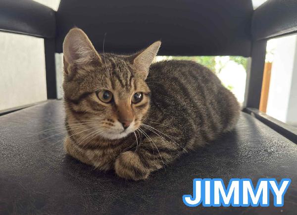 Jimmy, Dolce Micino In Adozione!
