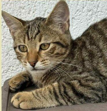 JIMMY, dolce micino in adozione! Foto 2