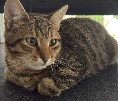 JIMMY, dolce micino in adozione! Foto 3