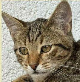 JIMMY, dolce micino in adozione! Foto 4