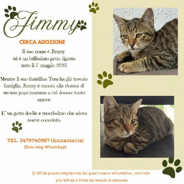 JIMMY, dolce micino in adozione! Foto 6