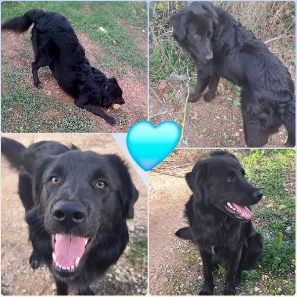 Lucio Mix Labrador/Border Collie