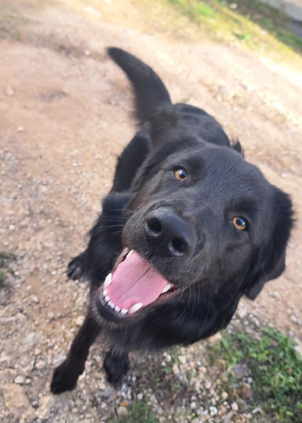 LUCIO MIX LABRADOR/BORDER COLLIE Foto 3