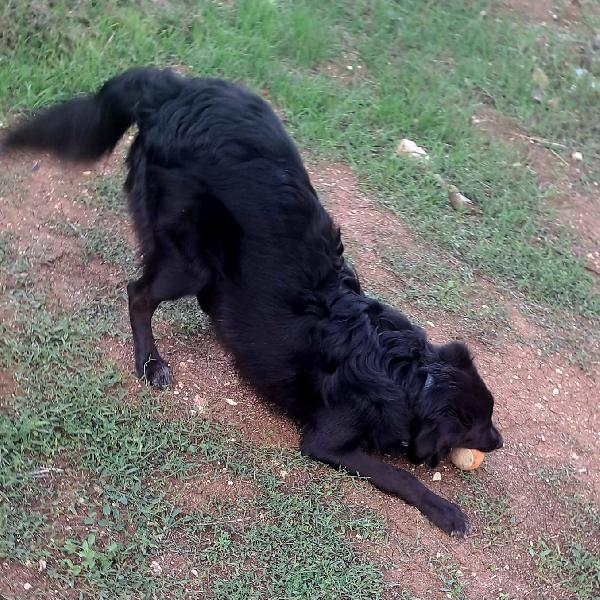 LUCIO MIX LABRADOR/BORDER COLLIE Foto 5