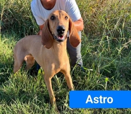 2Segugi 2Anni E 1/2 Vivono In 1Casolare 