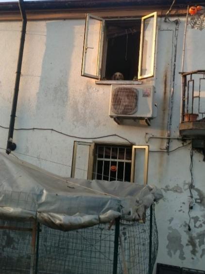 2segugi 2anni e 1/2 vivono in 1casolare  Foto 5