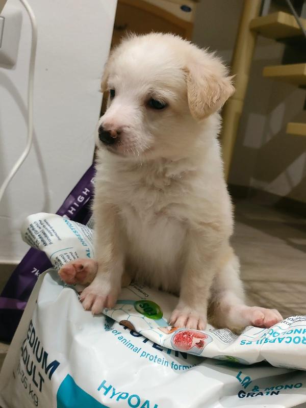 Fluffy Soffice Cucciola Cerca Famiglia  Foto 6