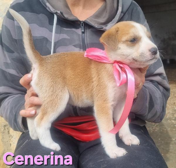 CENERINA cucciola taglia media contenuta Foto 2